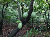 Kakao am Baum