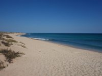 DSC07126  Shark Bay