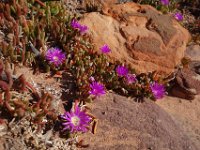 DSC07359  Blumen im Kalbarri NP