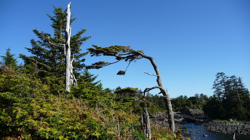 P1000957.JPG - Pacific Rim National Park