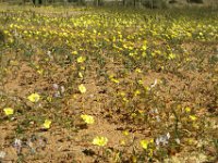 Überall gelbe Blumen...