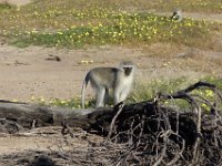 Meerkatzen am Wanderweg