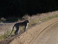 Meerkatze