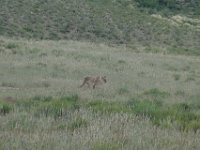 Löwen im Kgalagadi Park