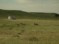 Löwen im Kgalagadi Park