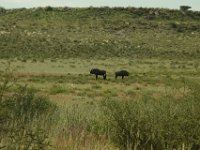 Gnus im Kgalagadi Park